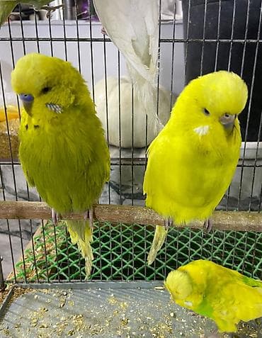 Quşlar: Hazır cüt təmiz Çex tutuquşu. Barter olar.(daha bahalı quş olsa,üstünü — 2