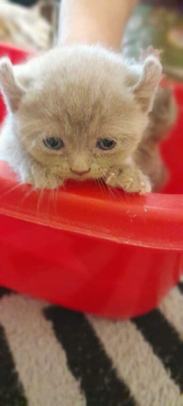 İtlər: Britan, Erkək, Dişi, Yaxşı əllərə, Ünvandan götürmə, Pulsuz çatdırılma, Ödənişli çatdırılma — 4