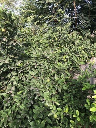 limon ağaçları: Məhsul: Limon ağacı (meyvəli, dekorativ kollu forma) Suvelanda aciq — 1