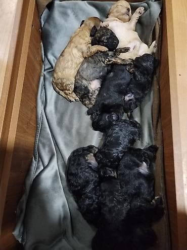 pomerian itleri: 1 ay, Ödənişli çatdırılma — 1