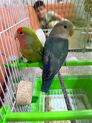 tovuz quşu: SEVGI QUŞU Hedwig və Errol adında iki sevgi quşu. Qefes, yuva ve — 1