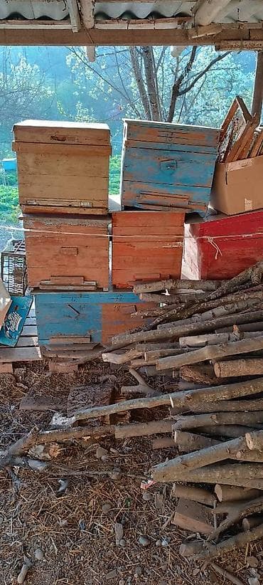 Toyuqlar: Arı yeşikləri. 10 eded ari yesiyi var qiymetler 45-60 azn arasi — 3