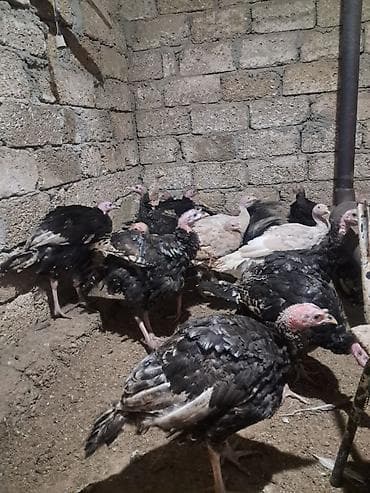 Keçilər, çəpişlər: Salam super tam sağlamdi. 3-4 ayliqdilar kesimlik ve yumurtaliq üçün — 2