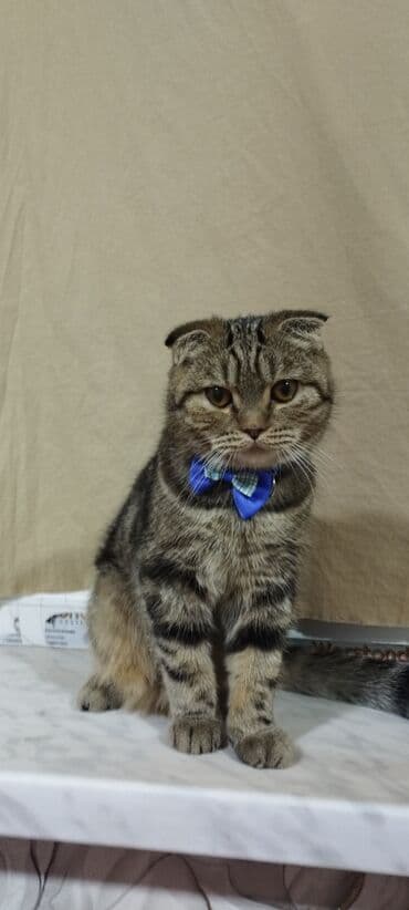 шотландская вислоухая кошка купить: Шотландская — 1