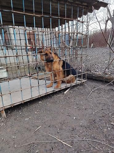 balaca ev itləri: Alman çoban iti, 8 ay, Erkek, Ünvandan götürmə — 6