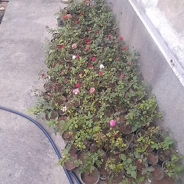 xlorofitum bitkisi: Gül kolları – qızılgül şitilləri - Növlər: müxtəlif dekorativ — 2