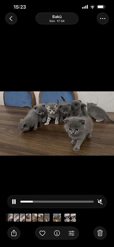 Britan, Erkək, Dişi, Yaxşı əllərə, Ünvandan götürmə