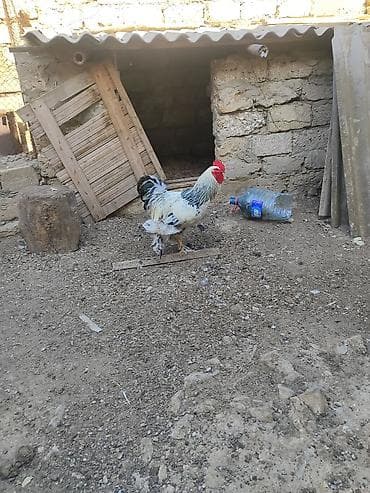 Heyvanlar: Toyuq, Brama, Damazlıq — 2