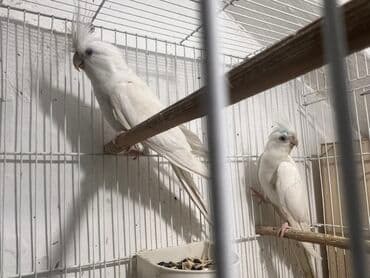 bugdanin qiymeti: Yanaqsiz erkey maya 3-4 ayliq balalardi,tam saglam,Qiymet — 1