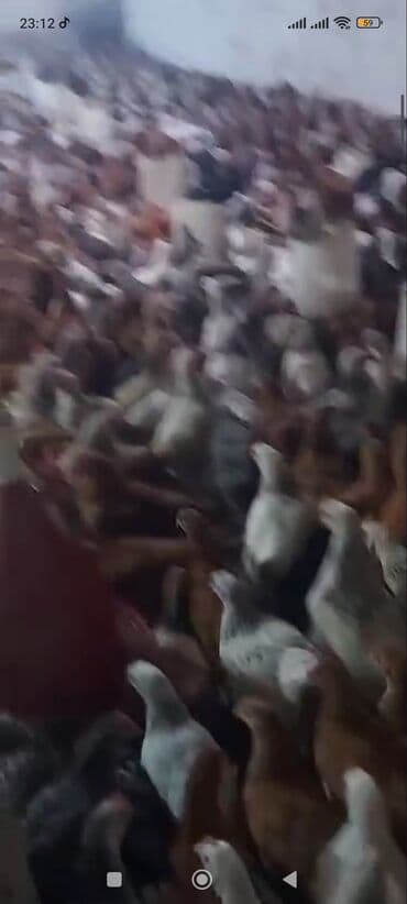 hovsan toyuq fermasi: Toyuq, Yumurtalıq, Ünvandan götürmə, Ödənişli çatdırılma — 3