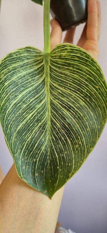 diffenbaxiya bitkisi: Philodendron birkin — 4