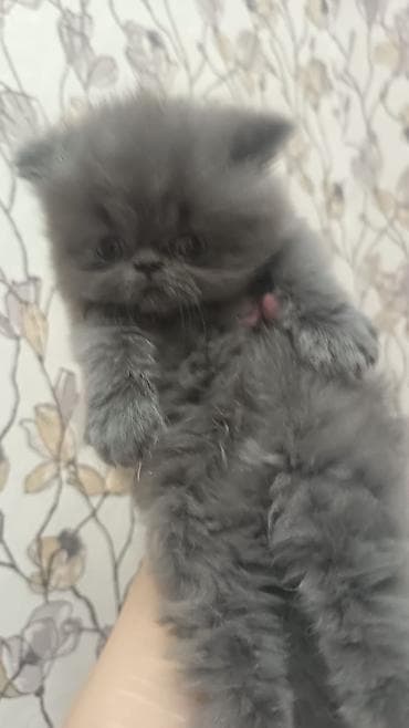 xoruz sekilleri: Fars — 6