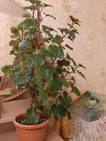 antrium gulu: Beqonya gulu her biri 8azn.çicek acir — 3