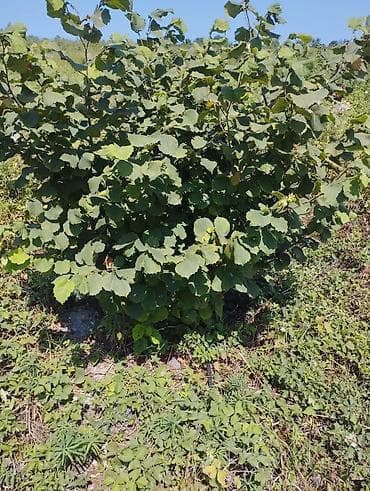 samovar 10 litr: Fındıq tingləri və bağ sahəsi.Xacmaz rayonu Tikan oba kəndi.Kəndə — 4