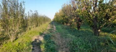 çiya toxumunu hardan almaq olar: Meyvə bağı – müxtəlif növ məhsuldar ağaclar - Böyük sahədə sıralarla — 2