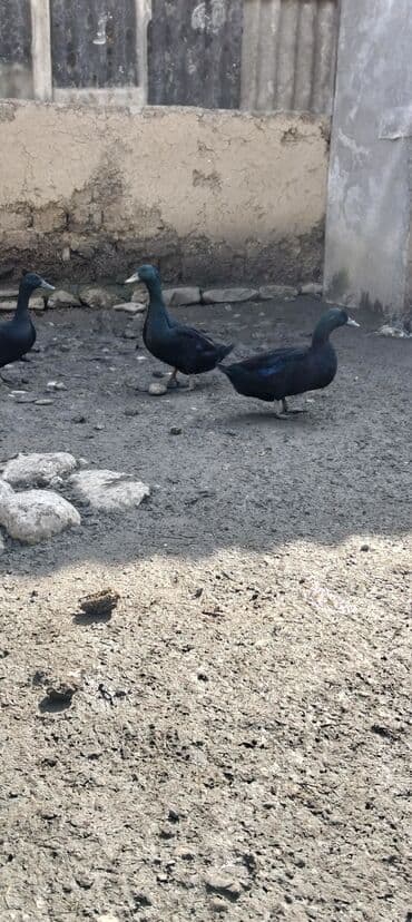 большая клетка для попугая: Satışda: Qara rəngli ördəklər BARTER VAR Xüsusiyyətlər: - Parlaq — 2