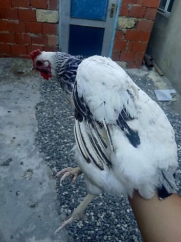 Heyvanlar: Toyuq, Yumurtalıq — 2