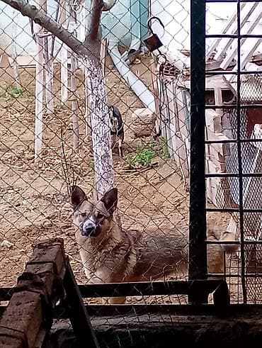 çoban iti adlari: İt – xırda/orta ölçülü, qısa tüklü, qulaqları dik, quyruğu toppuzlu — 3