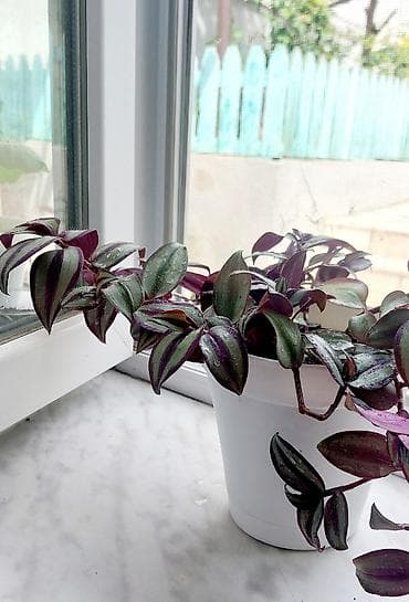 Buket güllər: Qırmızı rəngli plastik qabda olan dekorativ Begoniya bitkisi. Bu bitki — 7