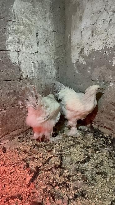 Digər heyvanlar: 3ədəd dekabrın 21i çıxmış Kalumbian brahma beçələri satılır.İri və — 2