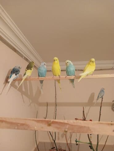 вольер для волнистых попугаев: Salam. 7 eded temiz qan çex 1 eded vaniṣ zakaz 50 yaxın quṣ yerleṣen — 4