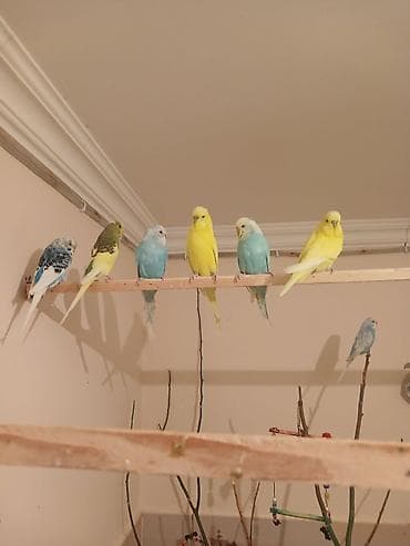 Tutuquşları: Salam 8 çex 2 si bala 1 vaniş dişi quşları alana zakaz 50 quşluq — 5