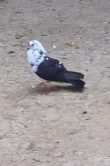 tutuquşu show jumbo: 3 gün qabaq tutulub qızğın erkeydi qiymet sondu qara çil saxlamiram — 5