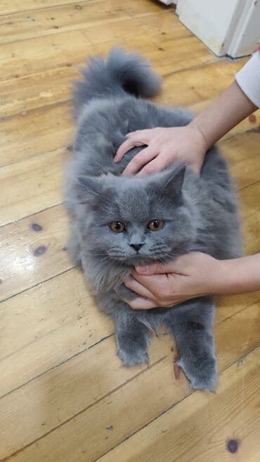 1 azn pişik: Britan, Dişi, Yaxşı əllərə, Ünvandan götürmə — 2