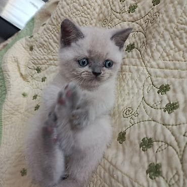 angora pişik: Britan — 3