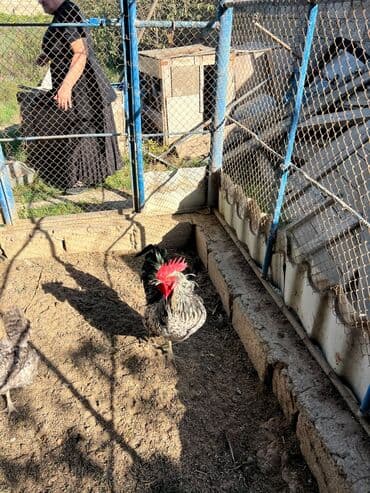 xoruzun nece rengi var: Xoruz, il: 1 — 4