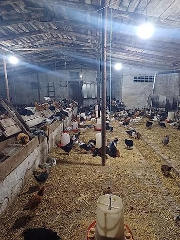 Digər qida məhsulları: Kənd toyuğu Chicken Bütöv — 5