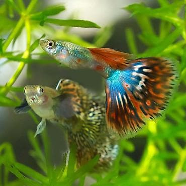 Digər heyvanlar: Quppi, Sülhsevər — 1