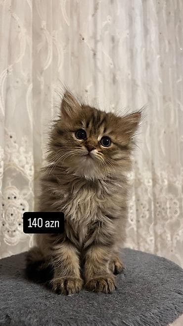 husky balası: Silver Sinsila balalari Erkek ve disi Qurd dermanlari verilib — 1