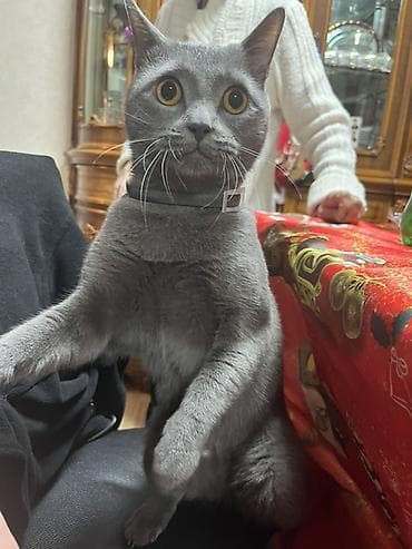 Pişiklər: Britan, Erkək, Cütləşmə üçün, Pulsuz çatdırılma — 2