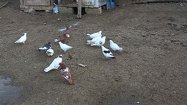 qu quşu satışı: Tergizme quwlardi 13 debe quwdu ust usde 5 manatdan — 2