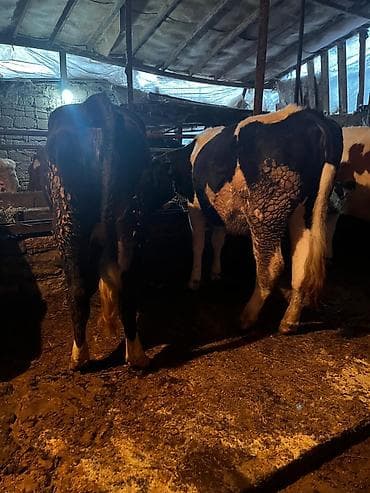 qusar inek: Salam həm damazliga hem keskiye yararlı 10-11 ayliq duyeler qiymet 2 — 1