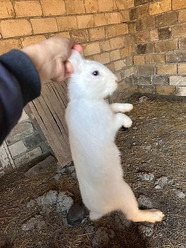 Mal-qara: Məhsul: Dovşanlar (xüsusi seçmə müxtəlif rənglər) Təsvir: - — 3