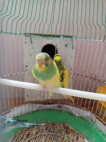 tutuquşu haqqinda melumat: Məhsul: Dalmatin və klassik rəng çalarlarında (yaşıl-sarı, mavi-ağ — 4