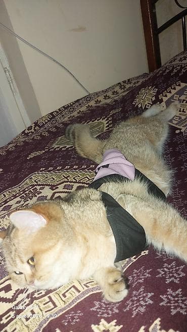 Pişiklər: Qızıl şinşilla, Dişi — 3