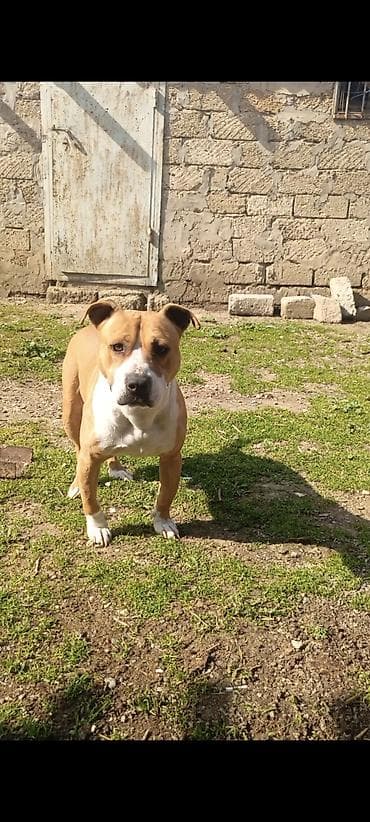 xaski balasi satilir: Pitbul, Erkek, Ünvandan götürmə — 1