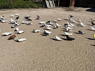 Голуби: Məhsul: Ev göyərçinləri (çeşidli rəng və naxışlarda) Təsvir: - — 1