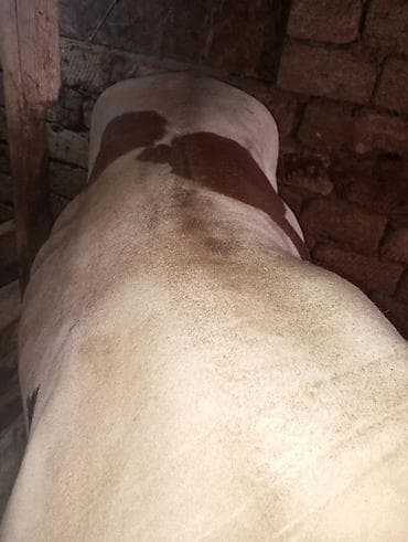 it satilir ucuz: Qurbanlığa yaralı super dana satılır kəsgi ilə16manat ayaq üsdü diri — 9