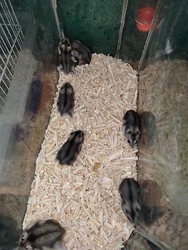 heyvan evi: Cırtdan cunqarikler – aktiv və mehriban ev heyvanları 24 günlük — 3