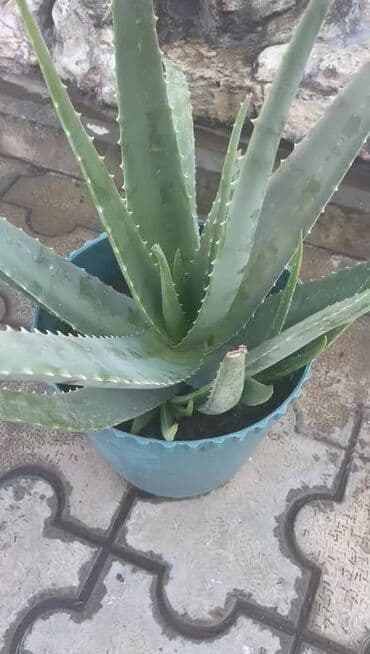 продажа комнатных растений: Aloe vera barbadensis dibceki 3.azndan 100 azna kimi var — 4