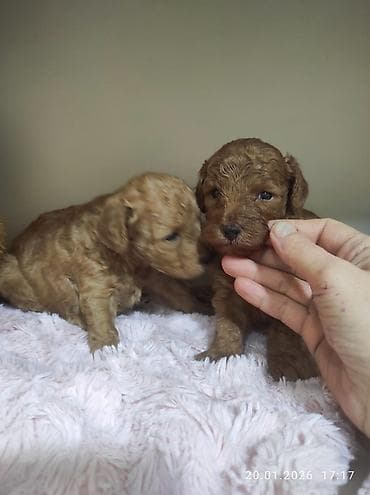 Gəmiricilər: Pudel — 2