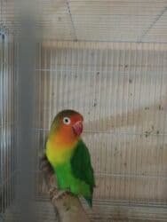 Gəmiricilər: Tutuquşu popuqay fişir cavan quşlar — 1