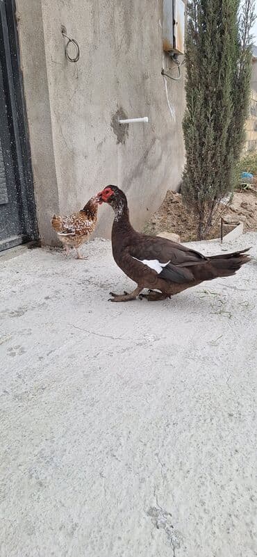 heyvanlara verilen adlar: Krasnodar ördəkləri — 2