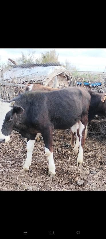 mal bazarı: Məhsul: Dana (qara-ağ rəngli) - Növ: Yerli/metis ətlik tipli dana - — 2