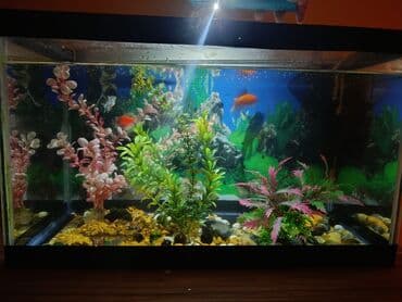 akvarium filterleri: Təcili satılır köclə — 7