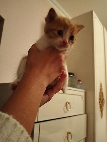 pişik yuva: В добрые руки — 3